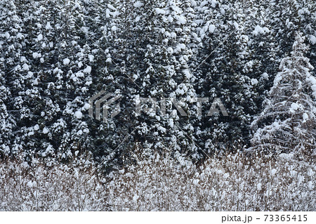 冬の山　雪　森林 73365415