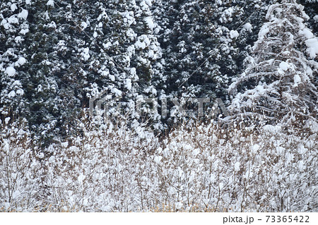冬の山　雪　森林 73365422