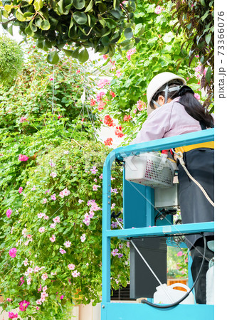 フラワーガーデンのメンテナンス作業 フラワーガーデンのメンテナンス作業 73366076