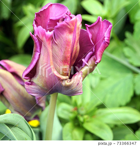 パーロット(オウム)咲きのチューリップ:ブルーパーロット パーロット(オウム)咲きのチューリップ:ブルーパーロット 73366347