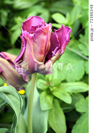 パーロット（オウム）咲きのチューリップ：ブルーパーロット 73366348