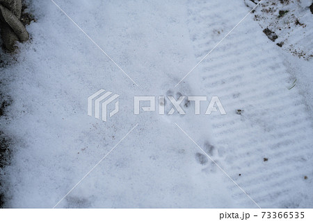 雪に残る猫の可愛い足跡 73366535