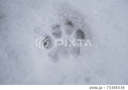 可愛い猫の足跡のアップ 73366536