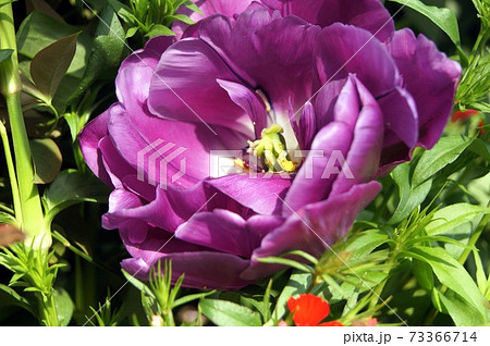 紫のバラのようなチューリップ:ブルーダイヤモンド 紫のバラのようなチューリップ:ブルーダイヤモンド 73366714