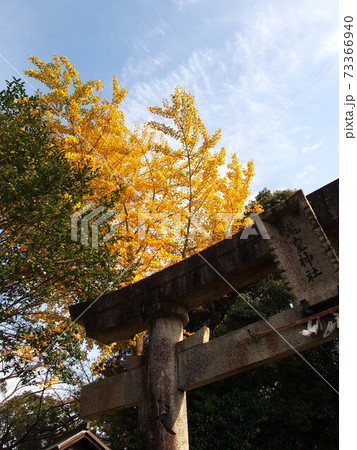 秋の瀧皇神社（色付いたイチョウと鳥居と秋の空） 73366940