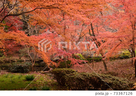 紅葉 秋 モミジ 紅葉 秋 モミジ 73367126
