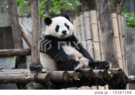 さみしがり屋のジャイアントパンダの写真素材