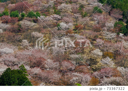 吉野山 桜 吉野山 桜 73367322