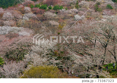 吉野山 桜 吉野山 桜 73367323