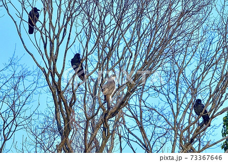 カラスに囲まれても動じないオオタカ成鳥 73367646