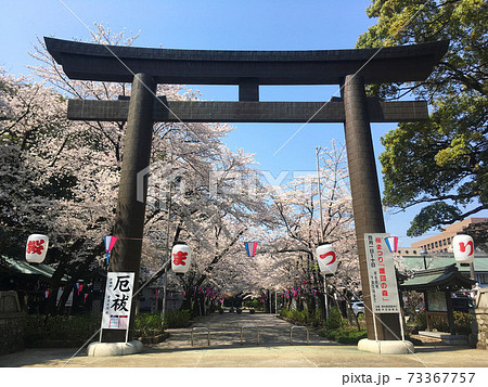 満開の桜並木の参道前に大きな鳥居が立つ愛知縣護國神社 73367757