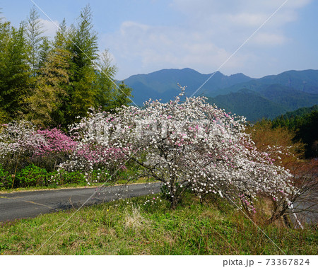 談山神社　桜　奈良県 73367824