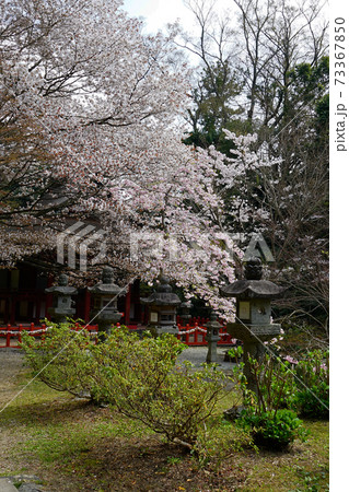 談山神社 桜 奈良県 談山神社 桜 奈良県 73367850