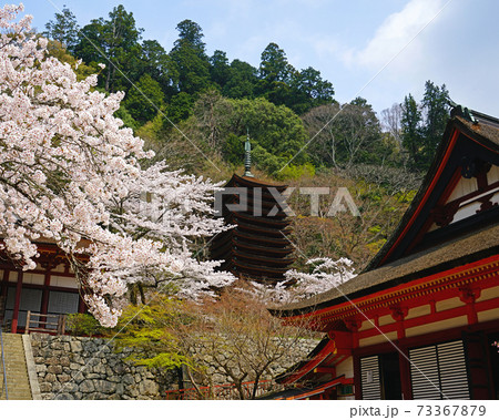 談山神社　桜　奈良県 73367879