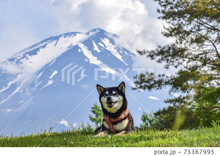 富士山と黒柴 73367995