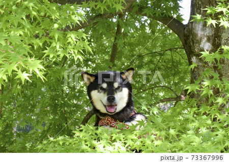 青紅葉と黒柴 73367996