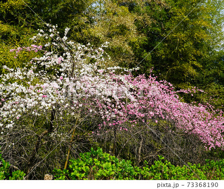 談山神社 桜 奈良県 談山神社 桜 奈良県 73368190