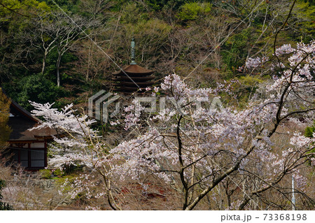 談山神社　桜　奈良県 73368198
