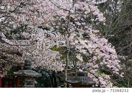 談山神社　桜　奈良県 73368232