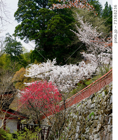談山神社 桜 奈良県 談山神社 桜 奈良県 73368236