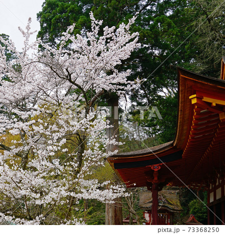 談山神社 桜 奈良県 談山神社 桜 奈良県 73368250