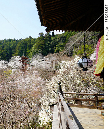 長谷寺 桜 奈良県 長谷寺 桜 奈良県 73368367