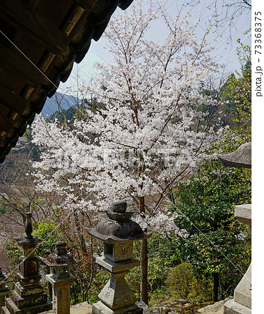 長谷寺　桜　奈良県 73368375