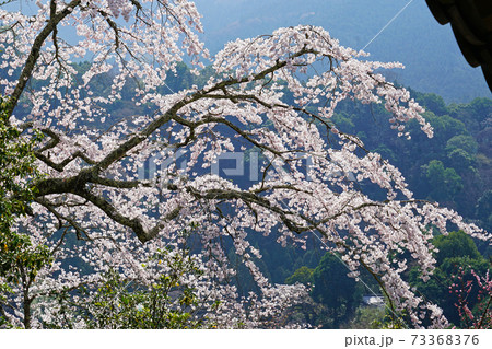 長谷寺　桜　奈良県 73368376