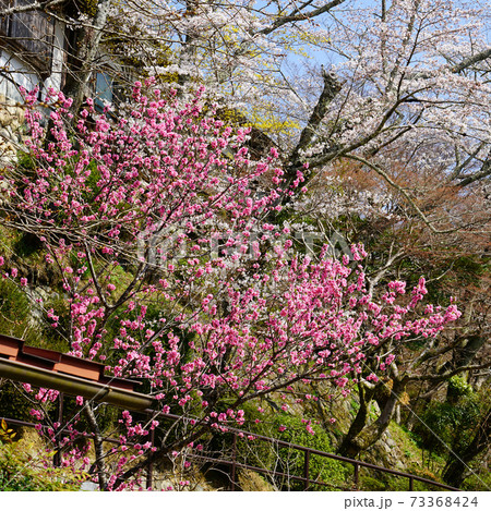 長谷寺　桜　奈良県 73368424