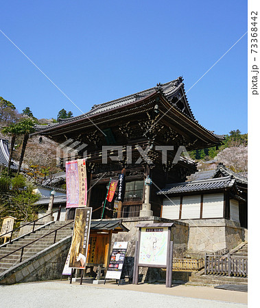 長谷寺　桜　奈良県 73368442