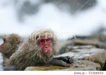 長野県 地獄谷野猿公苑 温泉猿 長野県 地獄谷野猿公苑 温泉猿 73368650