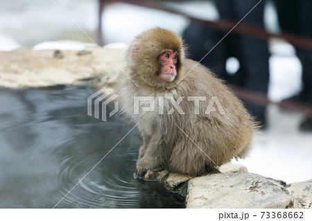 長野県 地獄谷野猿公苑 温泉猿 長野県 地獄谷野猿公苑 温泉猿 73368662
