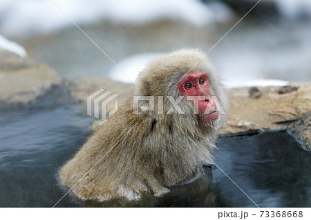 長野県 地獄谷野猿公苑 温泉猿 長野県 地獄谷野猿公苑 温泉猿 73368668