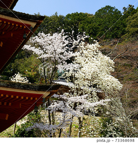 長谷寺　桜　奈良県 73368698