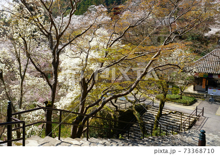 長谷寺 桜 奈良県 長谷寺 桜 奈良県 73368710