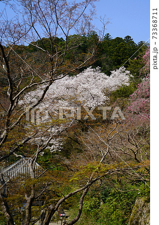 長谷寺 桜 奈良県 長谷寺 桜 奈良県 73368711