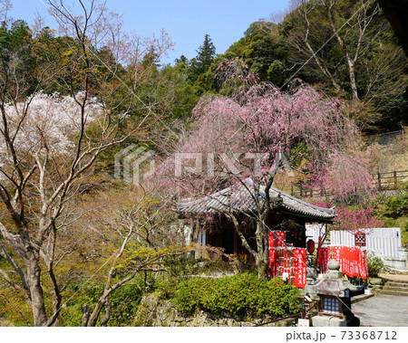 長谷寺 桜 奈良県 長谷寺 桜 奈良県 73368712