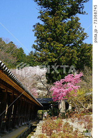 長谷寺 桜 奈良県 長谷寺 桜 奈良県 73368745