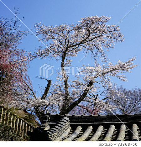 長谷寺 桜 奈良県 長谷寺 桜 奈良県 73368750
