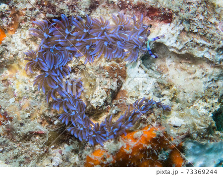 プーケットのムカデミノウミウシ 73369244