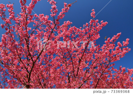 西伊豆土肥　満開の土肥桜と青空 73369368