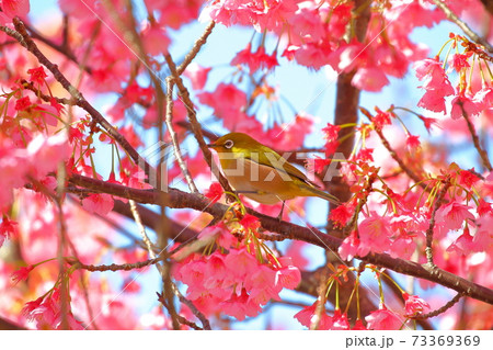 西伊豆土肥　土肥桜とメジロ 73369369