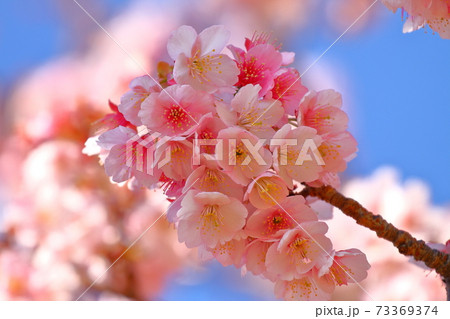 西伊豆土肥 土肥桜クローズアップ 西伊豆土肥 土肥桜クローズアップ 73369374