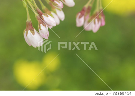 桜 明日咲く蕾 桜の蕾と足元の雑草の緑を入れた豊かな春を捉えたの写真素材