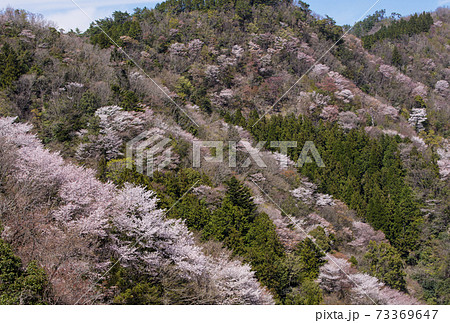 相津峠の山桜　三重の観光スポット　奥伊勢観光名所　桜と新緑 73369647