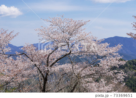 相津峠の山桜　三重の観光スポット　奥伊勢観光名所　桜と新緑 73369651
