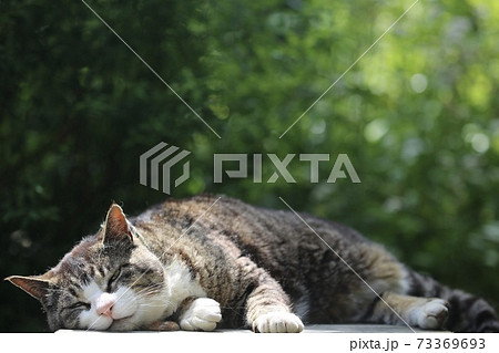 〔福井県越前市・御誕生寺・5月〕木製ベンチにへばり付く猫（風太くん） 73369693