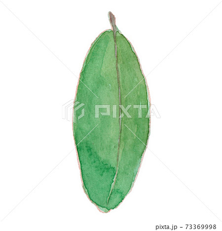 Daphniphyllum macropodum ユズリハ 73369998