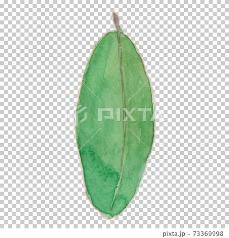 Daphniphyllum macropodum 73369998