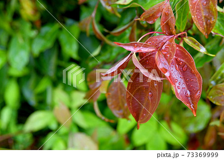 雨に濡れるオタフクナンテン 73369999